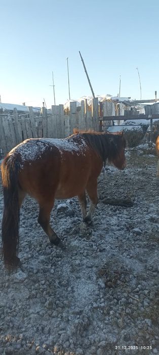 Продам лошадей !