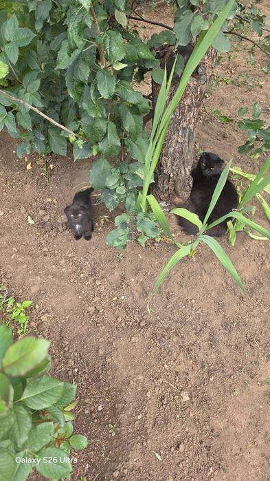 Шотландский Котенок