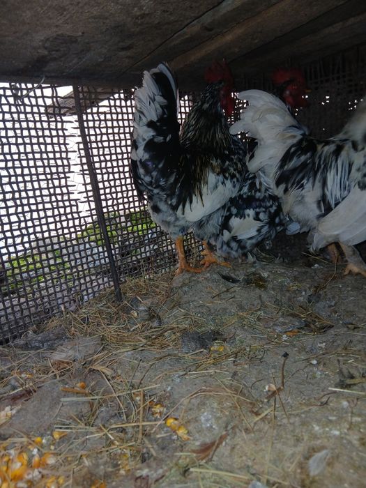 Disponibili 3 cocoșei de anu trecut !