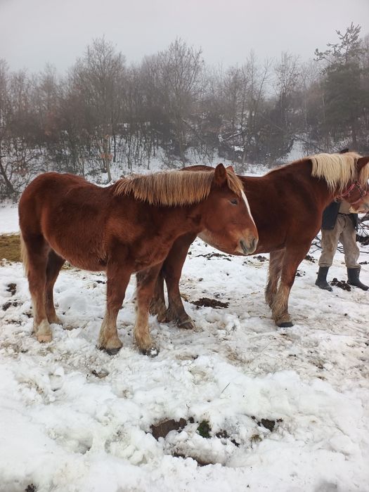 Vând mânză șargă