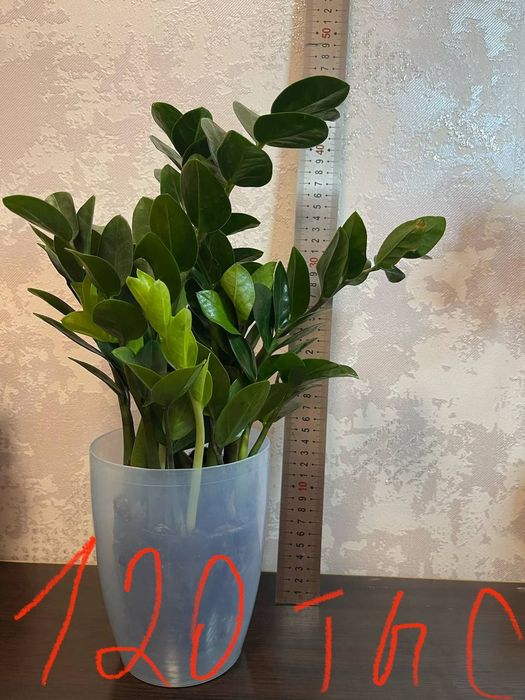 Продам домашние цветы