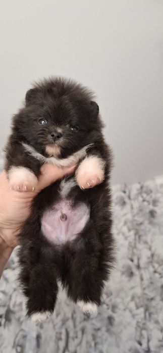 Шикарные щенки шпица