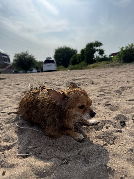 Отдам чихуахуа с доками