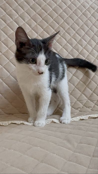 Кошка в добрые руки