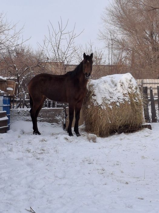 Таза ағылшын байтал сатылады.