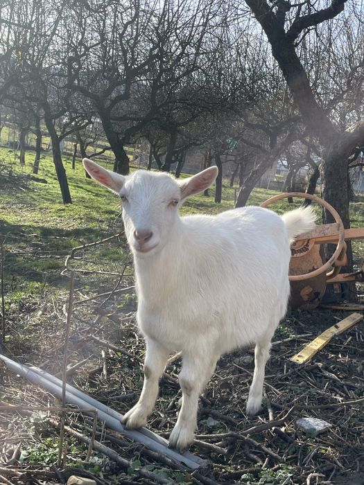 Vând capra+țap Saanen – blânde și bine întreținute