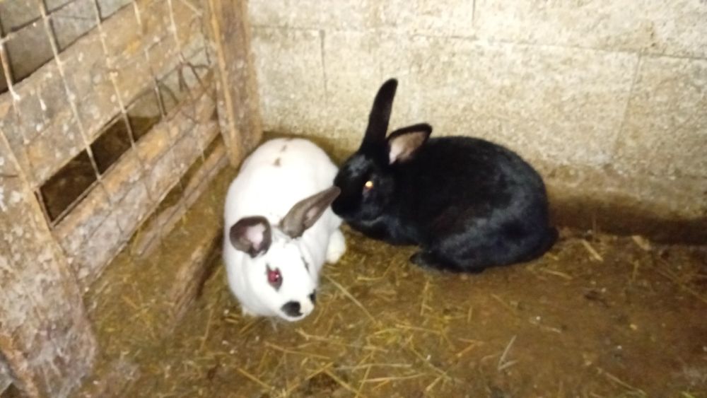 De vânzare iepurițe