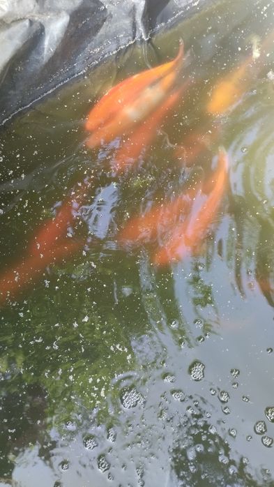 Карп коя в пруд или аквариум