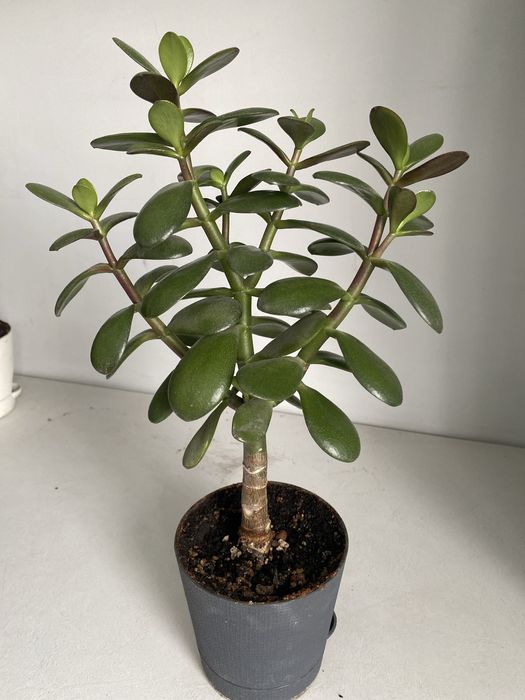 Денежное дерево крассула толстянка