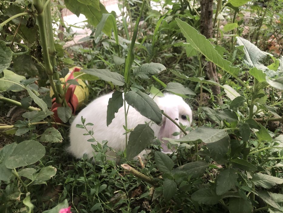 Декаратив карлик қуён сотилади