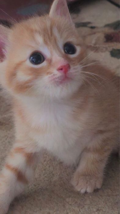 Отдам котят в добрые руки