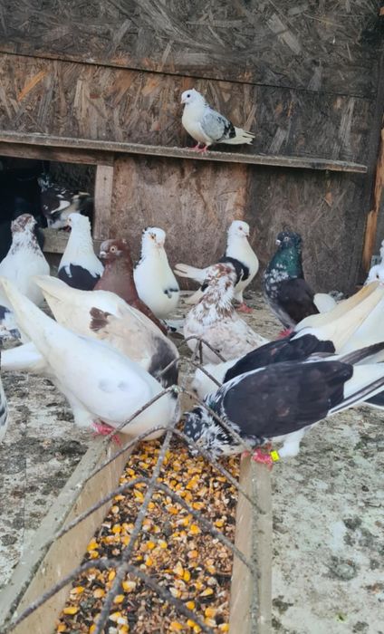 Vand Jucatori de Amara