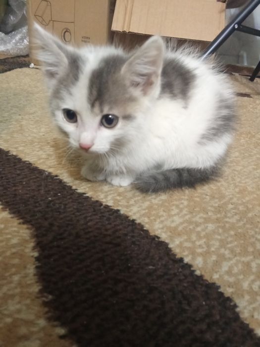Отдам котёнка (девочка)