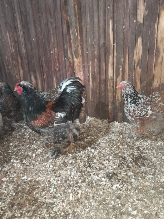 Vand pui brahma hd și brahma culoarea porțelan