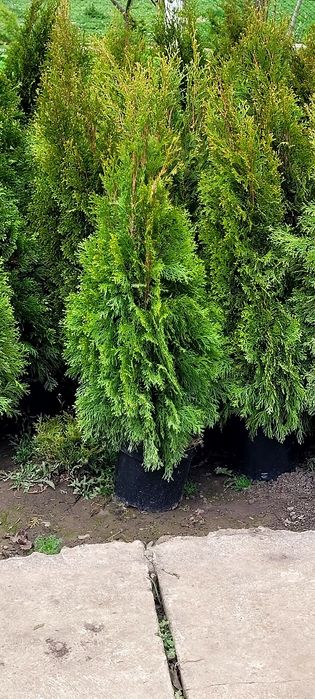 Tuia Smaragd 130-140 CM (Foarte des și frumos )