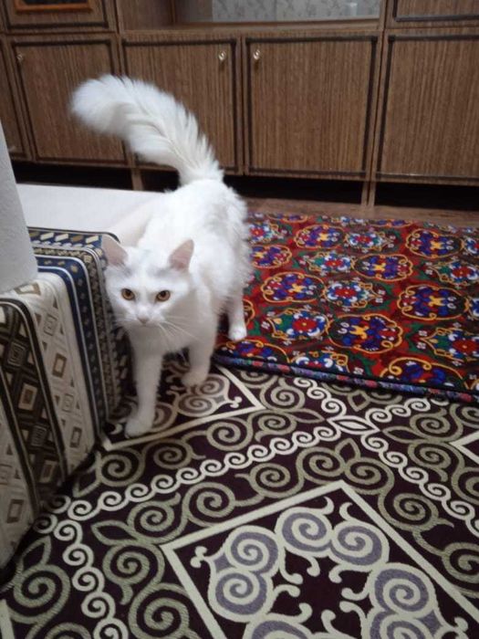 Кошке нужен дом! Срочно!