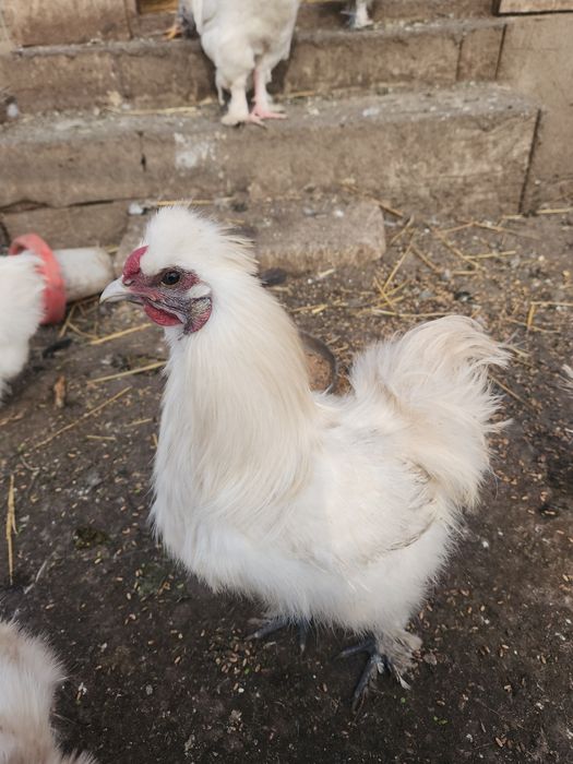 Vând oua incubat gaini incaltate/cocoși încălțați si matase japoneza