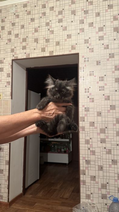 Отдам котят бесплатноо