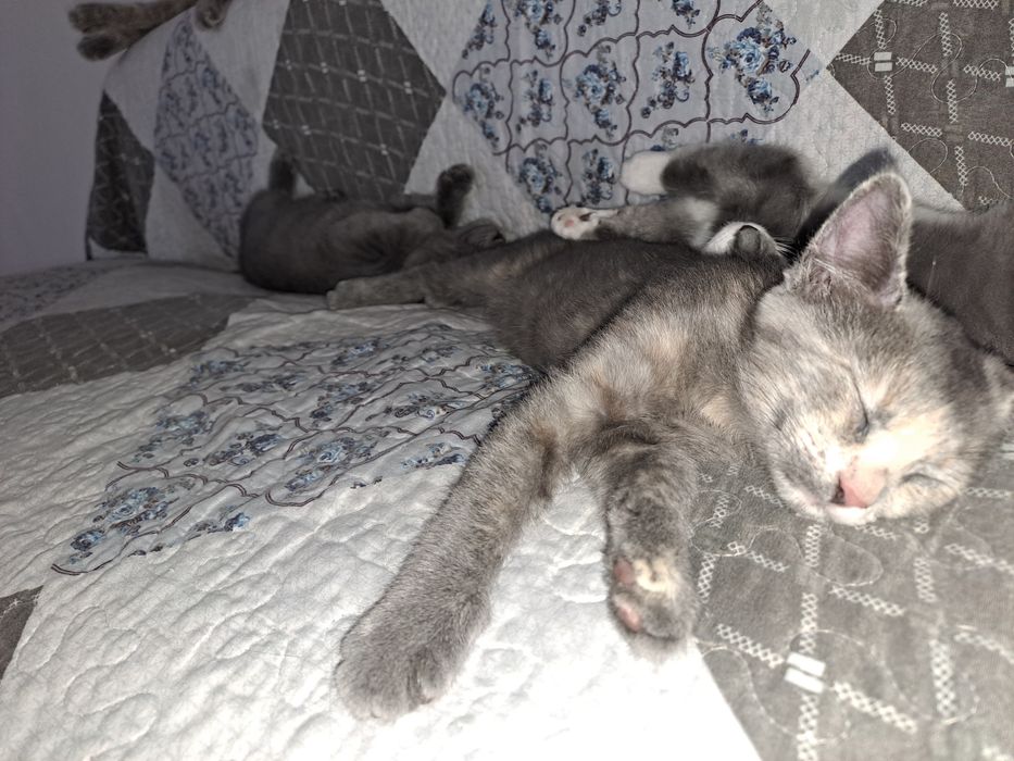 Котята бесплатно