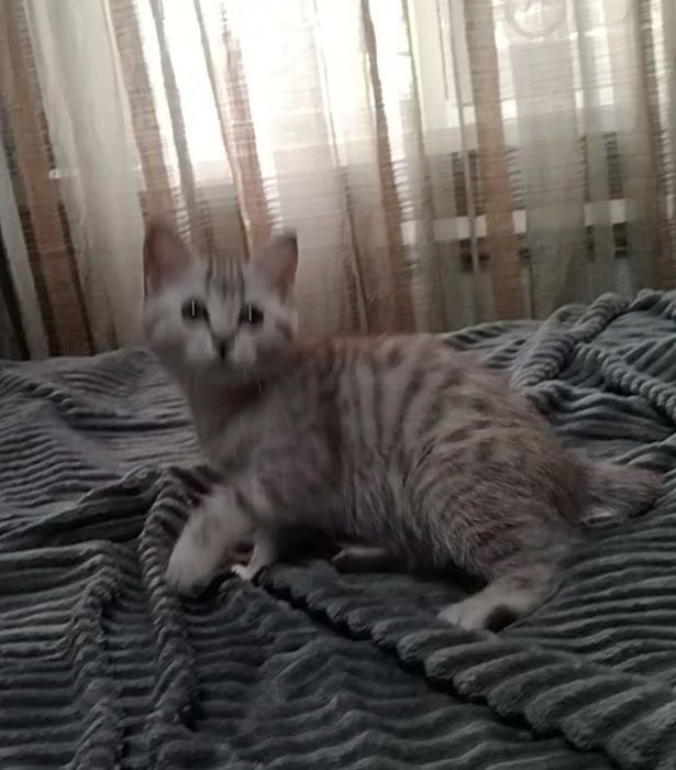 Скоттиш страйт. Девочка.