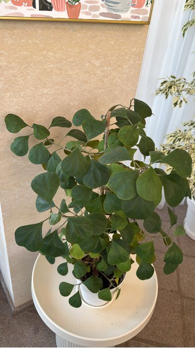 Фикус дельтовидный голден ливс и сильвер плат