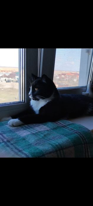 Отдам кошечку в добрые руки