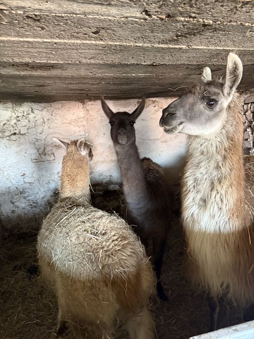 Vand familie de lame