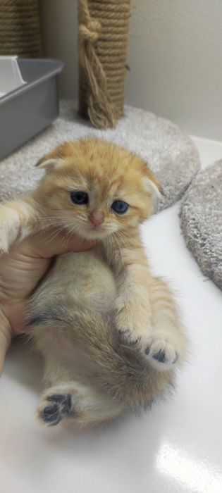 Котик ВислоУхий ШотЛандСкий