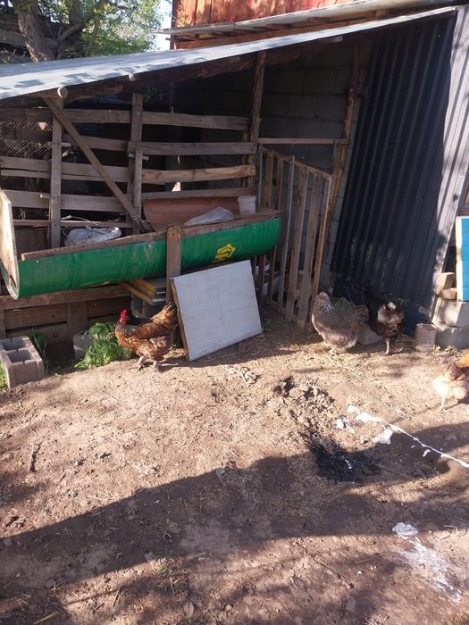 Продам домашних куриц