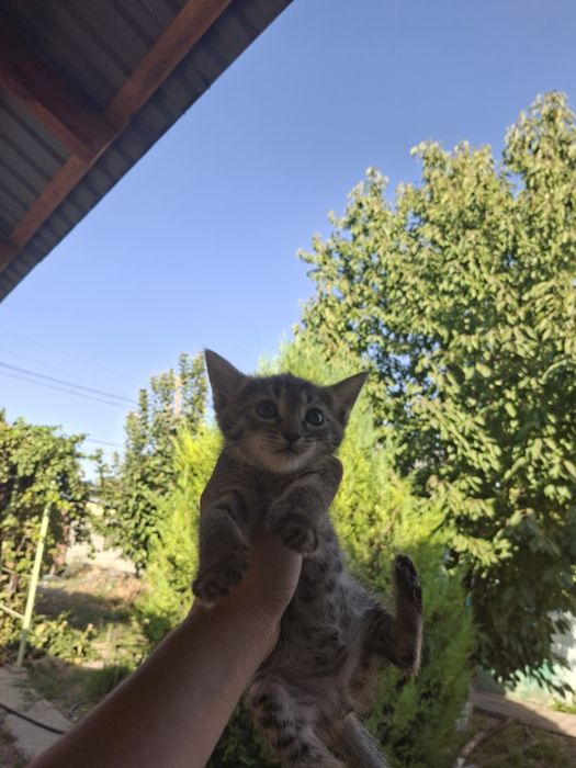 Котята в добрые руки