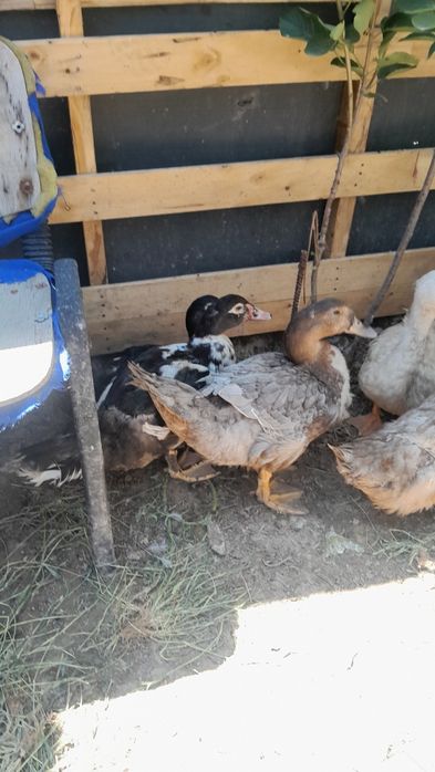 Продам пеки, башкир, шепун.