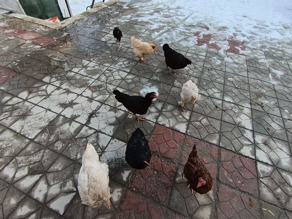 Хонаки товуклар сотилади