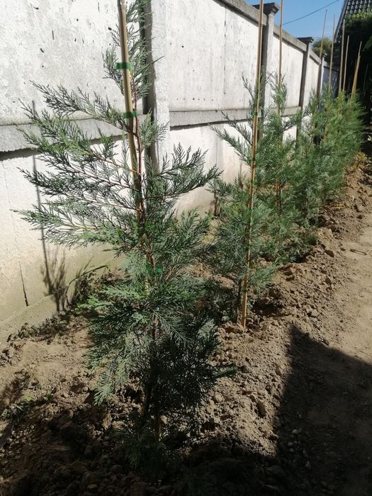 tuia cupressocyparis leylandii