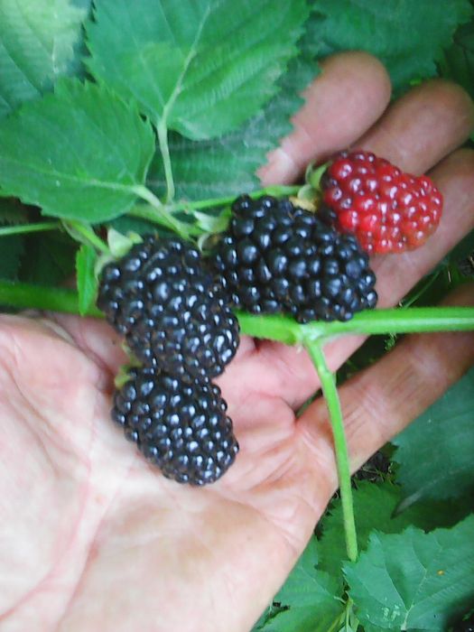 Ежевика "Гигант" саженцы