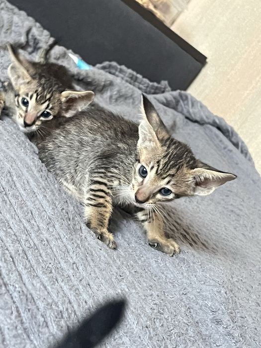 Ориентальные котята