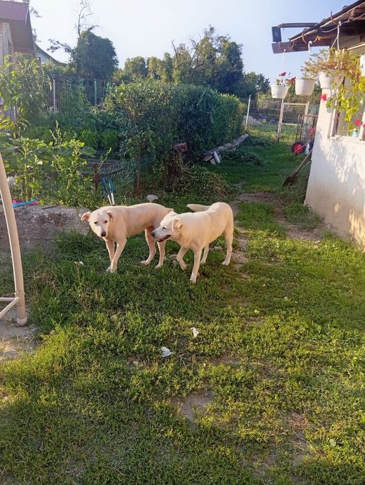 Labrador metiși Donez urgent