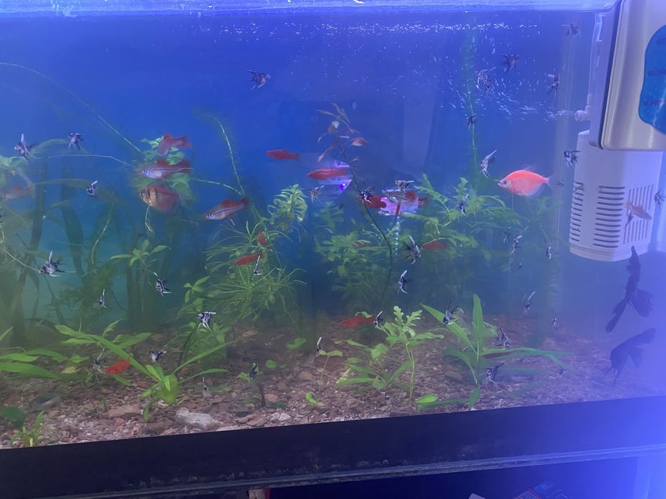Продам аквариум готовый