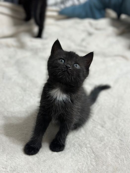 Котята шотландской кошки девочки