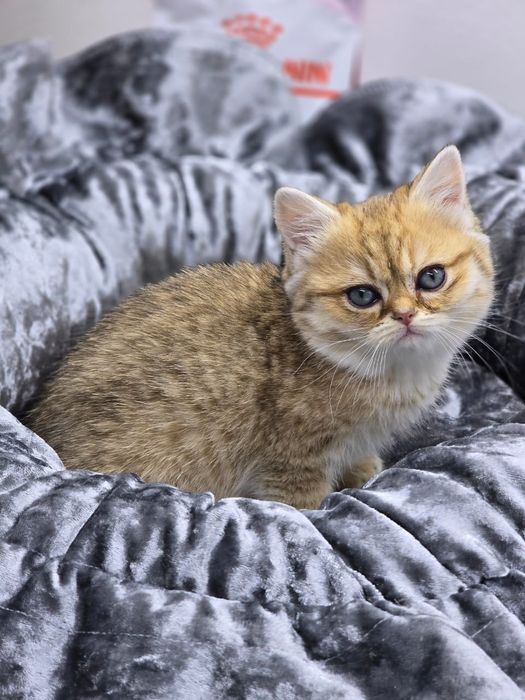 Котик и кошечка британские