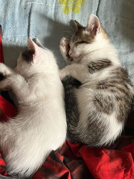 отдам котят в добрые руки