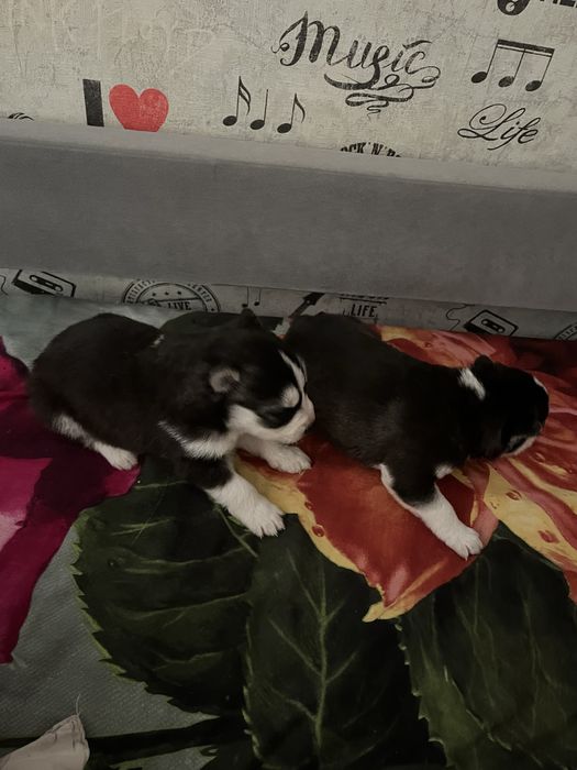 Продам щенков Сибирской хаски