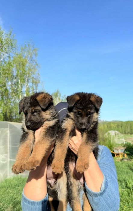 Продаются немецкие овчарки
