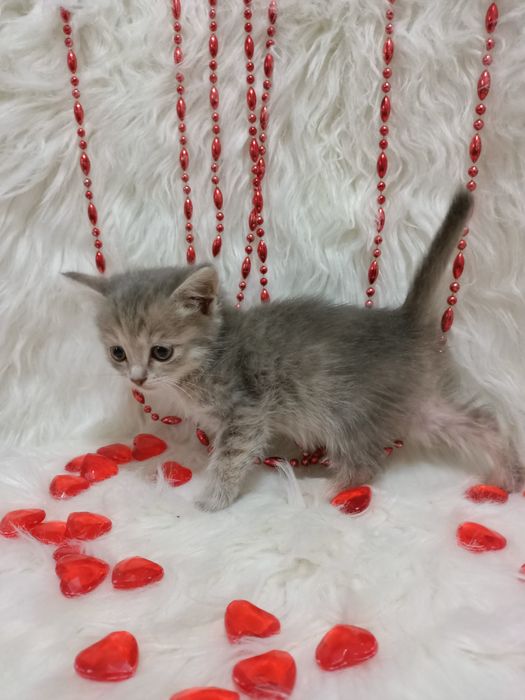 Продам шотландских девочек