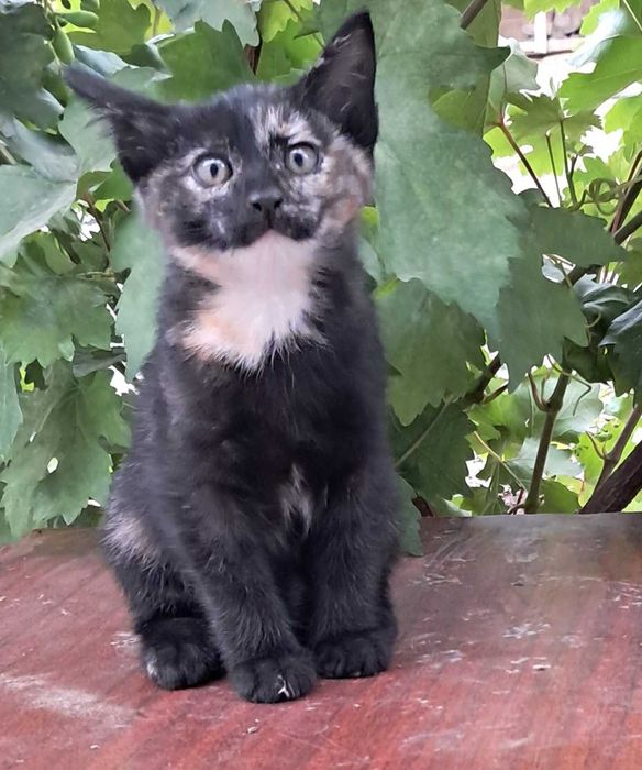 отдам котят бесплатно