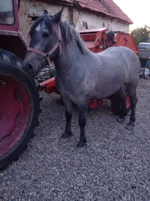 Vând mânză de 3 ani