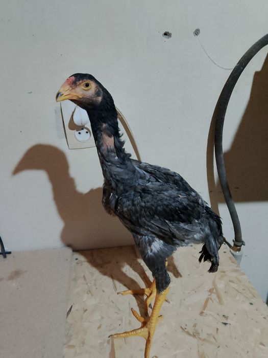 Пепел шоже сатылады