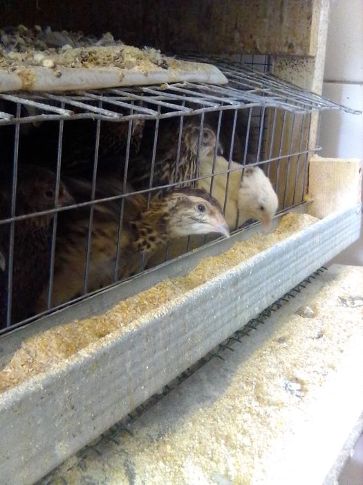 Prepelite ouătoare tineret