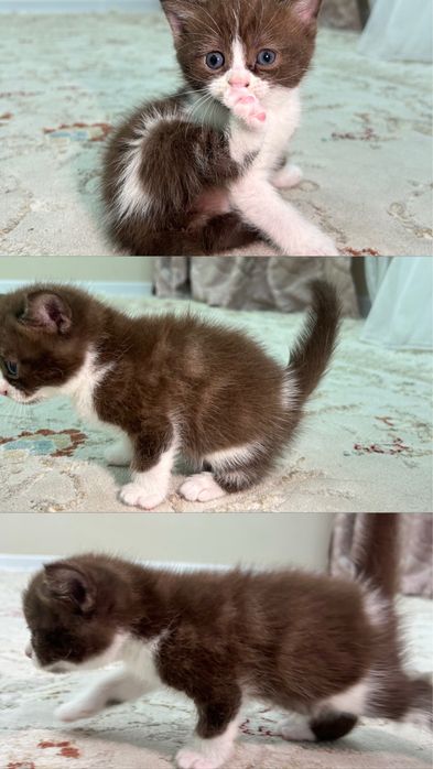 Продается котяты чистокровные