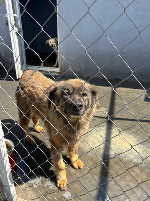 Adopta un caine - un sufletel are nevoie de stapan!
