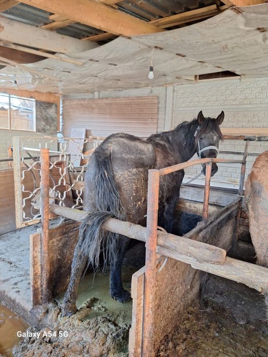 Жылқы бие.         .